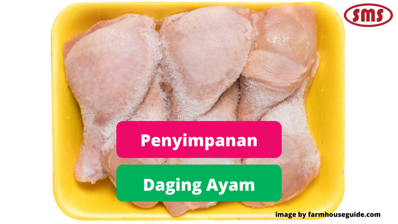  Tips Aman Dalam Menyimpan Daging Ayam